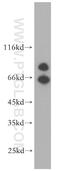 Cadherin 7 antibody, 13598-1-AP, Proteintech Group, Western Blot image 