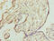 DnaJ Heat Shock Protein Family (Hsp40) Member B8 antibody, CSB-PA836779LA01HU, Cusabio, Immunohistochemistry frozen image 