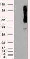 RAD9 Checkpoint Clamp Component A antibody, CF500434, Origene, Western Blot image 