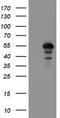 Meis Homeobox 3 antibody, TA800242AM, Origene, Western Blot image 