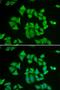 Cold Shock Domain Containing C2 antibody, orb324897, Biorbyt, Immunofluorescence image 