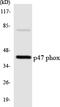 Neutrophil Cytosolic Factor 1 antibody, LS-C200446, Lifespan Biosciences, Western Blot image 