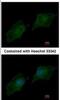 Nuclear Receptor Coactivator 3 antibody, NBP1-33720, Novus Biologicals, Immunofluorescence image 