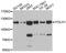 Folate Hydrolase 1 antibody, STJ23683, St John