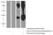 C-Type Lectin Domain Family 4 Member G antibody, 66233-1-Ig, Proteintech Group, Western Blot image 