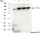Aconitase 2 antibody, ab129069, Abcam, Western Blot image 