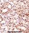 Thymopoietin antibody, abx028266, Abbexa, Immunohistochemistry paraffin image 