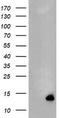 Migration And Invasion Enhancer 1 antibody, LS-C175085, Lifespan Biosciences, Western Blot image 