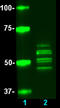 Tau, 1-100 antibody, 816603, BioLegend, Western Blot image 