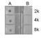 Histone Cluster 4 H4 antibody, PA5-32029, Invitrogen Antibodies, Dot Blot image 