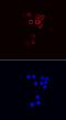 CD79b Molecule antibody, MAB6814, R&D Systems, Immunocytochemistry image 