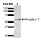 Frizzled Class Receptor 7 antibody, SPC-761D-BI, StressMarq, Western Blot image 