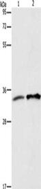 Annexin A4 antibody, CSB-PA136137, Cusabio, Western Blot image 