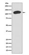 Tripartite Motif Containing 28 antibody, M00409, Boster Biological Technology, Western Blot image 