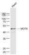 Solute Carrier Family 16 Member 2 antibody, GTX51095, GeneTex, Western Blot image 