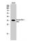 Apurinic/Apyrimidinic Endodeoxyribonuclease 1 antibody, LS-C380581, Lifespan Biosciences, Western Blot image 