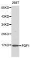 Fibroblast Growth Factor 1 antibody, abx000820, Abbexa, Western Blot image 