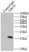 BLU antibody, FNab09154, FineTest, Immunoprecipitation image 