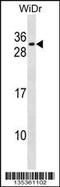 RFXK antibody, 58-290, ProSci, Western Blot image 