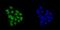 KH-Type Splicing Regulatory Protein antibody, A02770, Boster Biological Technology, Immunocytochemistry image 