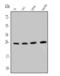 Small Nuclear Ribonucleoprotein Polypeptide N antibody, M02173, Boster Biological Technology, Western Blot image 