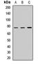 Calpain 10 antibody, LS-C668435, Lifespan Biosciences, Western Blot image 
