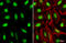 Homeobox C10 antibody, GTX118025, GeneTex, Immunofluorescence image 