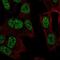 RALY RNA Binding Protein Like antibody, NBP2-56158, Novus Biologicals, Immunofluorescence image 