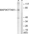 Mitogen-Activated Protein Kinase Kinase Kinase 7 antibody, LS-B5659, Lifespan Biosciences, Western Blot image 