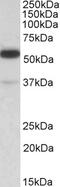 Tripartite motif-containing protein 5 antibody, GTX47603, GeneTex, Western Blot image 