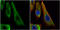 BCL2 Like 1 antibody, GTX105661, GeneTex, Immunocytochemistry image 