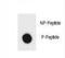 Unc-51 Like Autophagy Activating Kinase 1 antibody, LS-C157021, Lifespan Biosciences, Dot Blot image 
