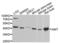 Aminomethyltransferase antibody, LS-C411430, Lifespan Biosciences, Western Blot image 