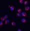 Serine And Arginine Rich Splicing Factor 3 antibody, NBP2-41316, Novus Biologicals, Immunocytochemistry image 