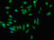 Early Endosome Antigen 1 antibody, orb400836, Biorbyt, Immunofluorescence image 