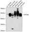 ATPase Na+/K+ Transporting Subunit Beta 1 antibody, 14-402, ProSci, Western Blot image 