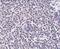 ADP Ribosylation Factor Like GTPase 15 antibody, PA5-20779, Invitrogen Antibodies, Immunohistochemistry paraffin image 