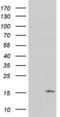 Pyrin Domain Containing 1 antibody, LS-C789947, Lifespan Biosciences, Western Blot image 