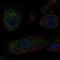 Keratin 25 antibody, NBP2-58547, Novus Biologicals, Immunocytochemistry image 