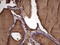 Thyroglobulin antibody, LS-C339108, Lifespan Biosciences, Immunohistochemistry paraffin image 