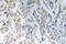 Insulin Receptor Substrate 1 antibody, LS-C178231, Lifespan Biosciences, Immunohistochemistry frozen image 