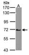 Calcium Voltage-Gated Channel Auxiliary Subunit Beta 4 antibody, PA5-27124, Invitrogen Antibodies, Western Blot image 