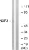 Nuclear RNA Export Factor 3 antibody, LS-C120176, Lifespan Biosciences, Western Blot image 
