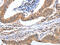 Progastricsin antibody, CSB-PA101729, Cusabio, Immunohistochemistry frozen image 