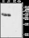 Glutamate Ionotropic Receptor AMPA Type Subunit 4 antibody, GTX57743, GeneTex, Western Blot image 
