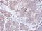 CD3g Molecule antibody, PA5-29387, Invitrogen Antibodies, Immunohistochemistry frozen image 