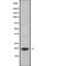 MLC-2 antibody, abx217015, Abbexa, Western Blot image 