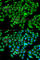 Chromatin Assembly Factor 1 Subunit B antibody, A6259, ABclonal Technology, Immunofluorescence image 