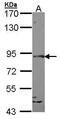 SLIT and NTRK-like protein 1 antibody, PA5-28646, Invitrogen Antibodies, Western Blot image 