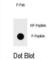 Inhibitor Of Nuclear Factor Kappa B Kinase Subunit Beta antibody, abx032161, Abbexa, Western Blot image 